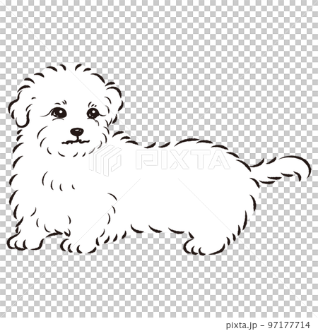 マルックスのイラスト(ダックスフントとマルチーズのミックス犬)白黒 マルックスのイラスト(ダックスフントとマルチーズのミックス犬)白黒 97177714