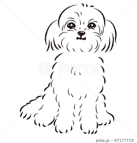ペキプーのイラスト(ペキニーズとトイプードルのミックス犬)白黒 ペキプーのイラスト(ペキニーズとトイプードルのミックス犬)白黒 97177719
