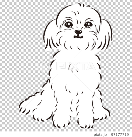 ペキプーのイラスト(ペキニーズとトイプードルのミックス犬)白黒 ペキプーのイラスト(ペキニーズとトイプードルのミックス犬)白黒 97177719