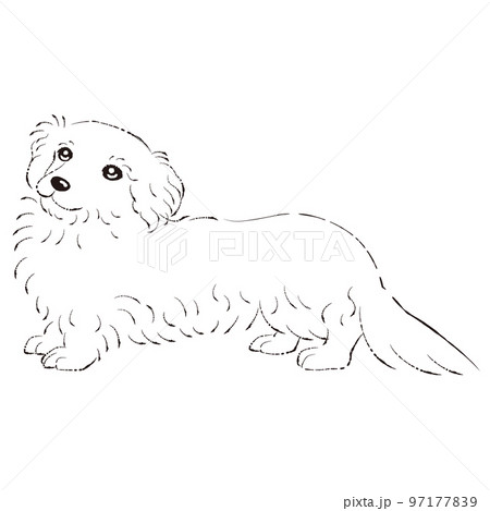 ダップーのイラスト（ダックスフントとトイプードルのミックス犬）白黒