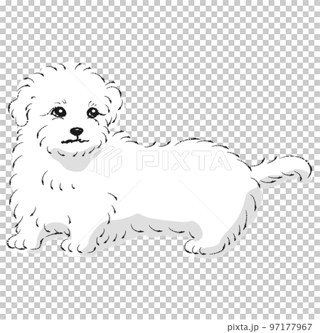 マルックスのイラスト(ダックスフントとマルチーズのミックス犬)白黒 マルックスのイラスト(ダックスフントとマルチーズのミックス犬)白黒 97177967