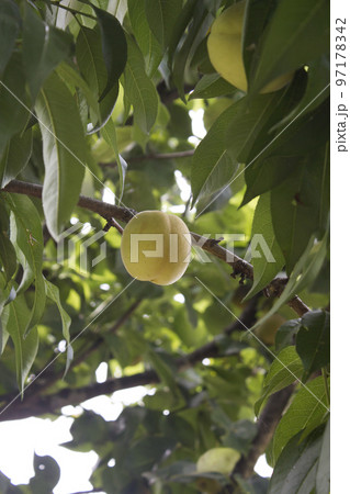 実 桃 桃の木 97178342