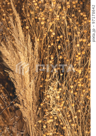 Natural background with field plants, dry reeds and dried flowers. 97178642