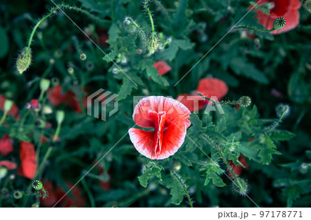 Poppies among the green foliage in the field, top view. Poppies among the green foliage in the field, top view. 97178771