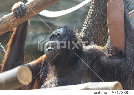 Funny monkey with a funny smile in the zoo. Funny monkey with a funny smile in the zoo. 97178805
