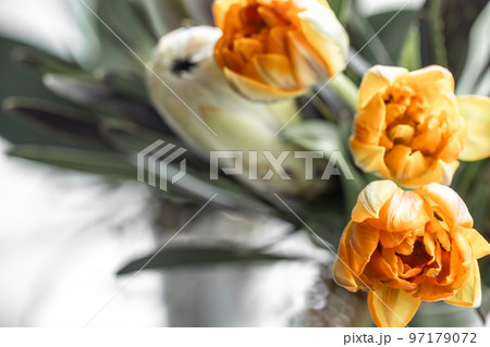 Close up of a bouquet of tulips and exotic protea flowers. 97179072