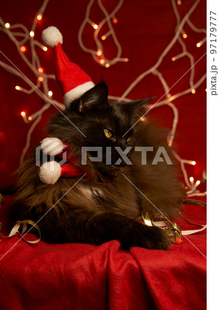 Maine coon cat in christmas hat and red scarf. Maine coon cat in christmas hat and red scarf. 97179777