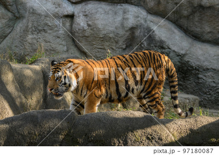 Siberian/Amur Tiger Cub (Panthera Tigris Altaica) With Father Stock Photo -  Alamy