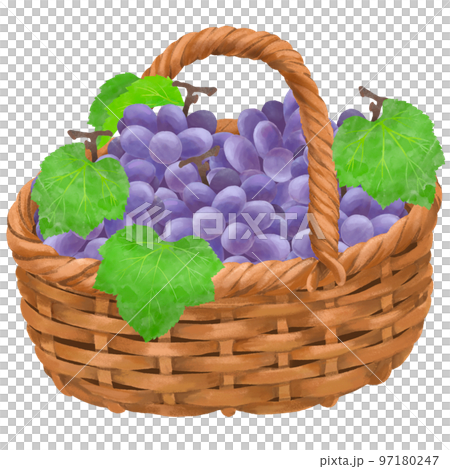 ブドウのイラスト カゴいっぱいに入ったブドウのイラストのイラスト素材 [97180247] - PIXTA