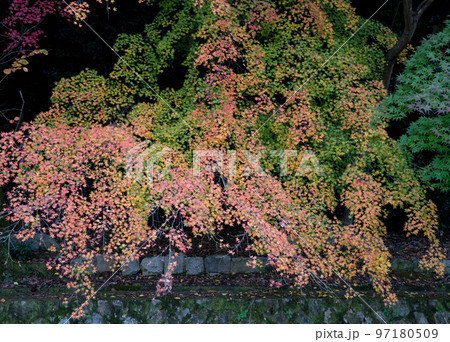 哲学の道の紅葉 97180509