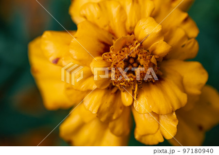 French marigold Tagetes patula close-up, macro shot. French marigold Tagetes patula close-up, macro shot. 97180940