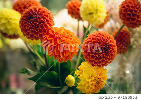 Orange and yellow dahlias flowers on a blurred background, soft focus. 97180953