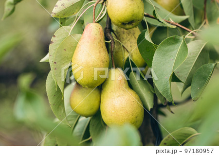 Ripe pears on tree branches in the autumn garden. Ripe pears on tree branches in the autumn garden. 97180957