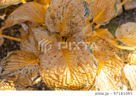 Dry leaves of calla flower, yellow autumn leaves in the garden. 97181065