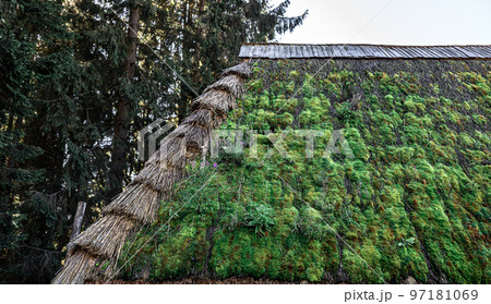 The old roof of the house in the forest, covered with moss. The old roof of the house in the forest, covered with moss. 97181069