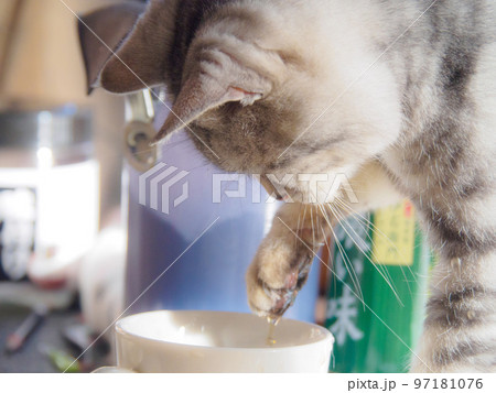 マグカップに手を入れた猫 マグカップに手を入れた猫 97181076