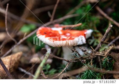 Red mushroom among lithuania in the forest, macro shot. Red mushroom among lithuania in the forest, macro shot. 97181087