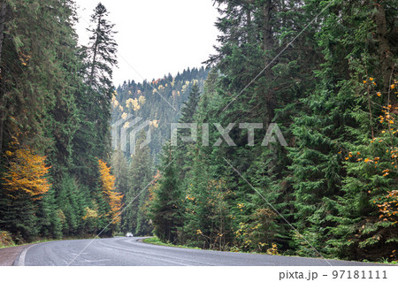 Winding road in a mountainous area in a coniferous forest. 97181111