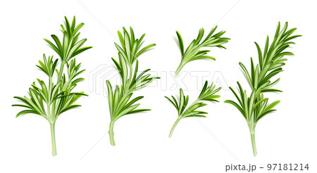 Realistic set of rosemary branches on white 97181214