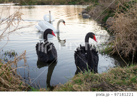 Black and white swans together. Two couples of swans swimming in a pond. Cygnus atratus and Cygnus olor. 97181221