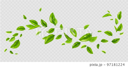 Fresh green leaves flying on wind Fresh green leaves flying on wind 97181224