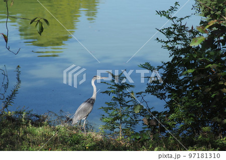 あおさぎ 97181310