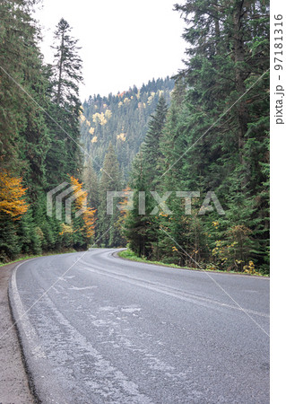 Winding road in a mountainous area in a coniferous forest. 97181316