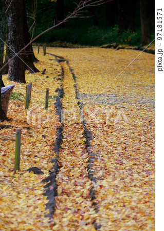 高知城の銀杏の木 97181571