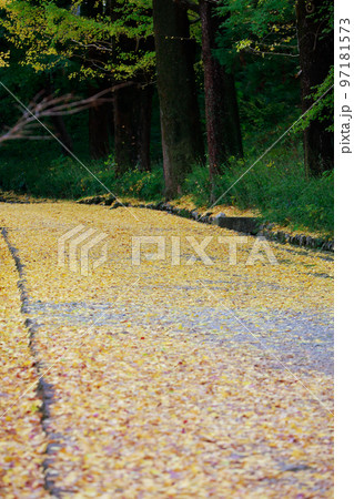 高知城の銀杏の木 97181573