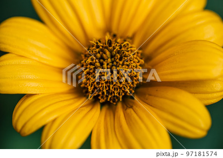 Flower of yellow chamomile growing in the garden, macro shot. 97181574