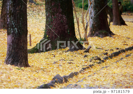 高知城の銀杏の木 97181579