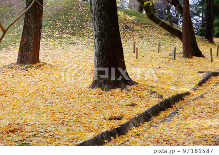 高知城の銀杏の木 97181587