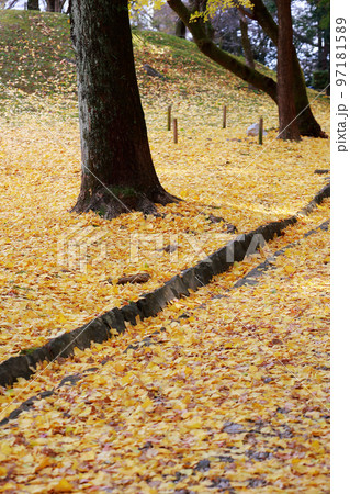 高知城の銀杏の木 97181589