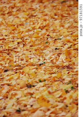 高知城の銀杏の木 97181591