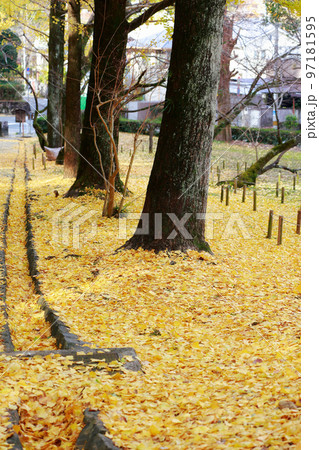 高知城の銀杏の木 97181595