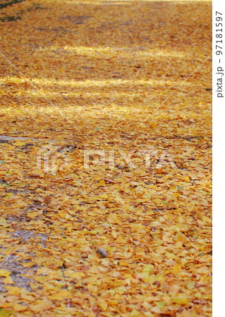 高知城の銀杏の木 97181597