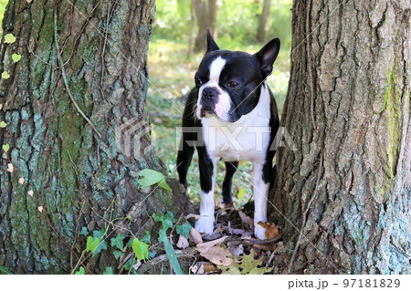 2022日本一幸せな鳩山町農村公園近くの雑木林の木の間から可愛く見つめるボストンテリアのマイティ君♡ 2022日本一幸せな鳩山町農村公園近くの雑木林の木の間から可愛く見つめるボストンテリアのマイティ君♡ 97181829