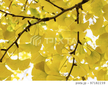 黄色くなったイチョウの葉 97182239