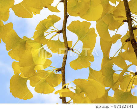 黄色くなったイチョウの葉 97182241