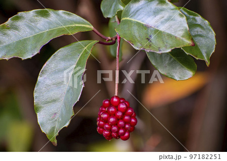 サネカズラの赤い実 サネカズラの赤い実 97182251