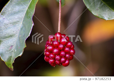 サネカズラの赤い実 97182253
