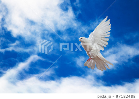 Dove in the air with wings wide open in-front of the sky Dove in the air with wings wide open in-front of the sky 97182488