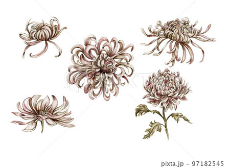 Watercolor hand drawn set chrysanthemum with leaves. Realistic botanical watercolor illustration.Floral illustration for design, print, fabric, greetings card ,posters or background. White background. 97182545