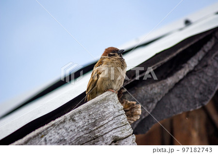 Sparrow sitting on the roof of a building Sparrow sitting on the roof of a building 97182743