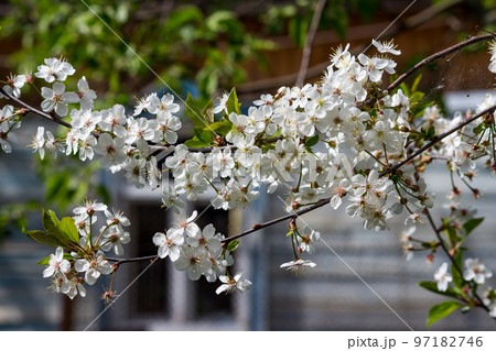 Cherry blossoms at the farmhouse, white petals 97182746