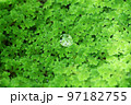 水苔と水滴 97182755