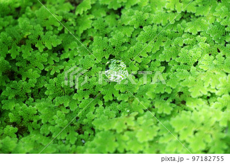水苔と水滴 水苔と水滴 97182755