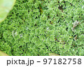 水苔と水滴 97182758