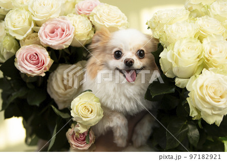 Cute little spitz dog in roses. Funny dog. Cute little spitz dog in roses. Funny dog. 97182921