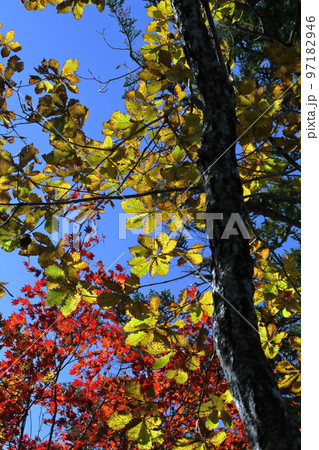 黄葉と紅葉 天狗高原セラピーロード (四国カルスト) 黄葉と紅葉 天狗高原セラピーロード (四国カルスト) 97182946